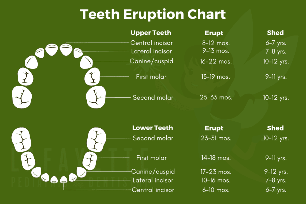 teeth eruption chart