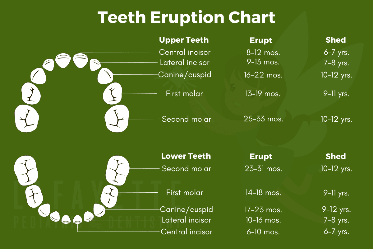 teeth eruption chart